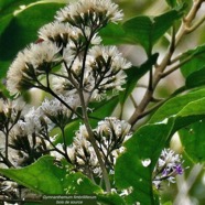 Gymnanthemum fimbrilliferum  (ex Vernonia fimbrillifera )Bois de source.bois de sapo.asteraceae. endémique Réunion..jpeg